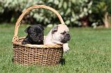 BOULEDOGUE FRANCAIS 456